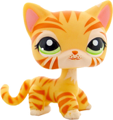 #1451 Shorthair Cat